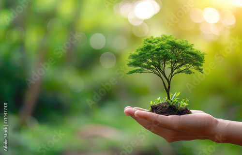 Tree on the coin in a human hand and blurry green nature background