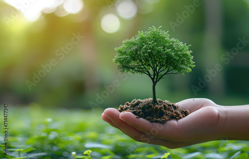 Tree on the coin in a human hand and blurry green nature background