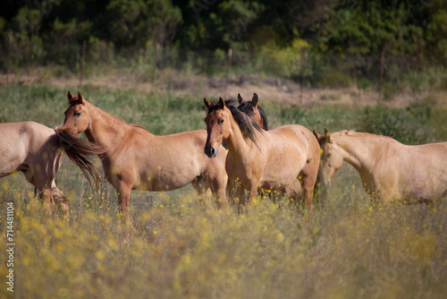 Wild mustangs, horses of California, Return to Freedom Sanctuary