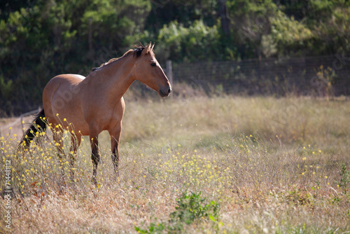 Horse in pasture, American mustang in California