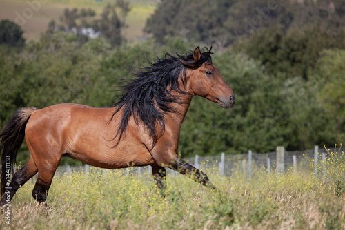 Beautiful horse running in pasture- dun stallion mustang photo