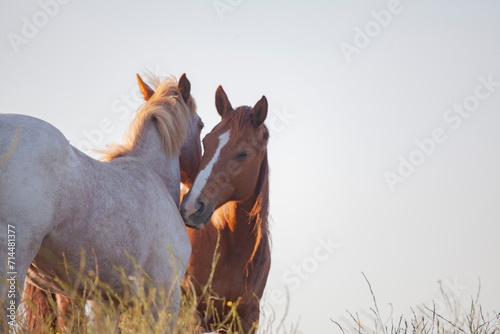 Wild horses demonstrating mutual grooming in pasture