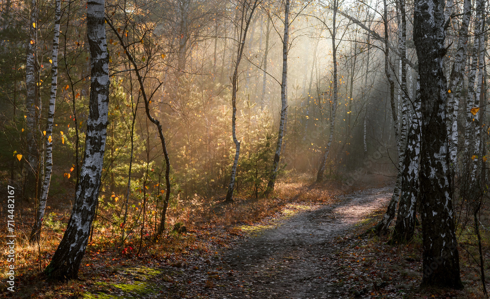 The sun's rays break through the tree branches. Morning in the forest or park. Walking outdoors. The sun's rays break through the tree branches. Morning in the forest or park. Walking outdoors.