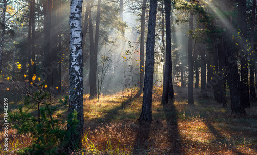 Fototapeta Naklejka Na Ścianę i Meble -  Morning in the forest. The sun's rays penetrate the tree branches. Good autumn weather for walks in nature.