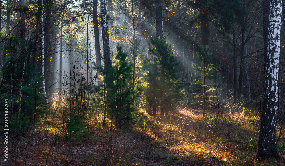 Naklejka premium Morning in the forest. The sun's rays penetrate the tree branches. Good autumn weather for walks in nature.
