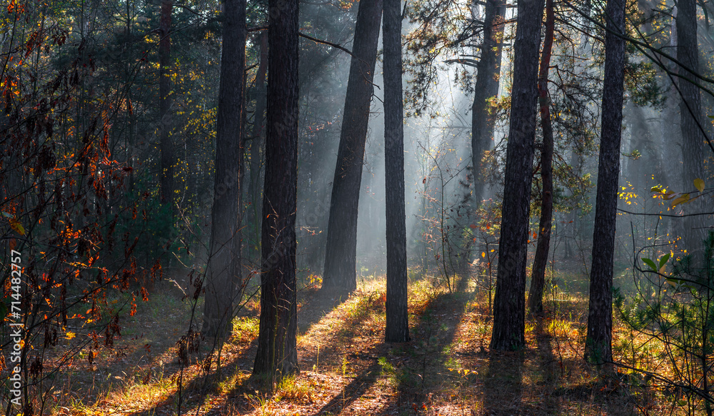 Fototapeta premium Morning in the forest. The sun's rays penetrate the tree branches. Good autumn weather for walks in nature.