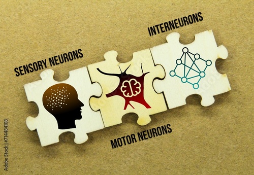 wooden puzzle with icons of sensory neurons, motor neurons, and interneurons. the neurons found in the human nervous system photo