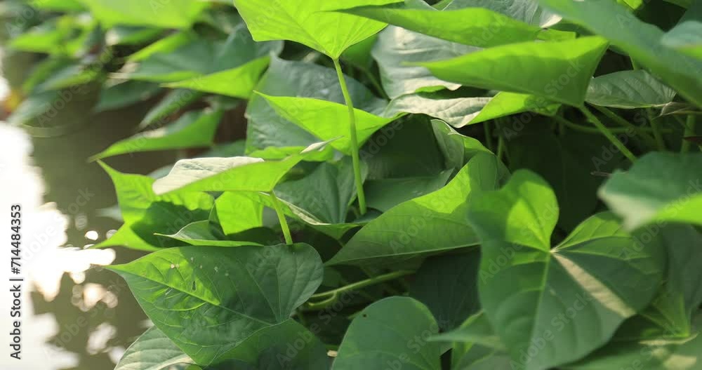Green sweet potato plants in growth at garden Green sweet potato plants in growth at garden