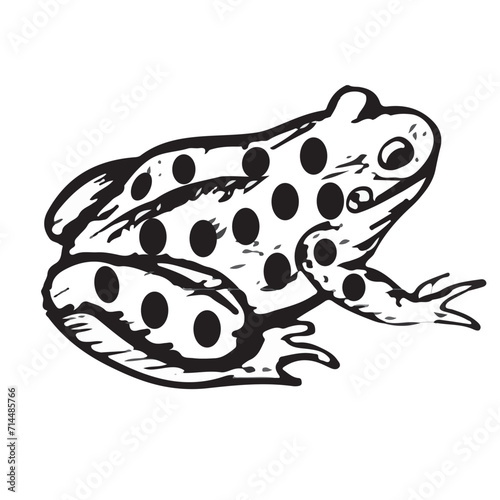 frog on white background