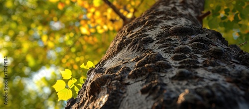 Black poplar tree