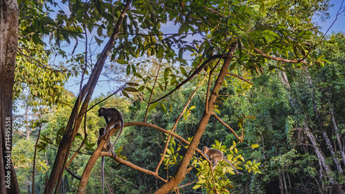 Wild monkeys perched on the branches of tropical trees. Fluffy beige fur, long tails. Green foliage against a blue sky background. Malaysia. Borneo. Sandakan.