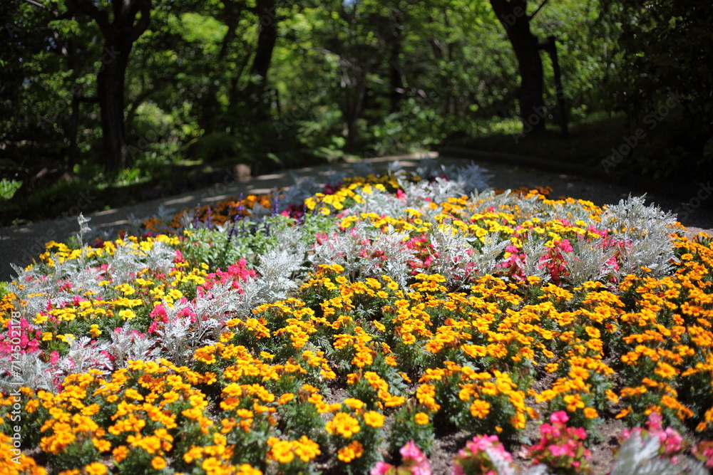 Fototapeta premium 初夏の花畑 