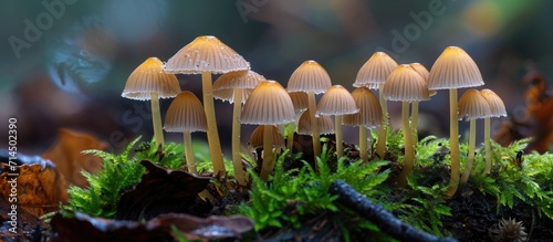 Sparse mushrooms Coprinellus disseminatus photo