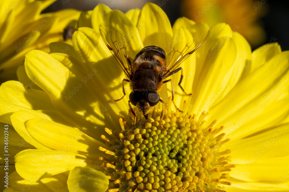 Detail of a bee on a large yellow flower. Detail of a bee on a large yellow flower.