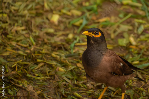 blackbird in the grass