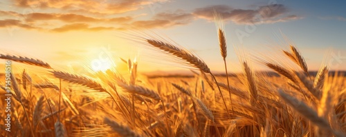 Sky at sunset with wheat gr...
