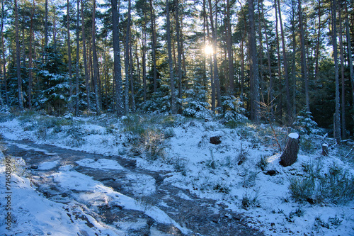 Winterwald in den Vogesen photo