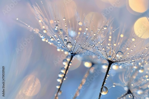 Macro shot of dew drops on a dandelion seed