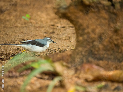 Gros plan d'un oiseau bleu et blanc marchant sur le sable en Afrique du sud photo