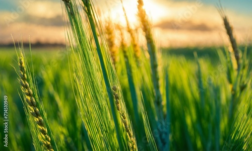 Des épis de blé vert jeune en gros plan, avec un ciel bleu clair en arrière-plan.