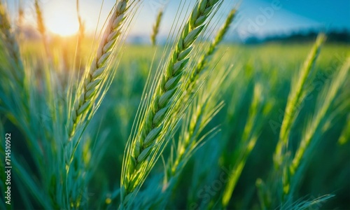 Des épis de blé vert jeune en gros plan, avec un ciel bleu clair en arrière-plan.