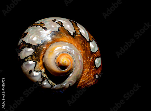 South African Turban Shell on a black background photo