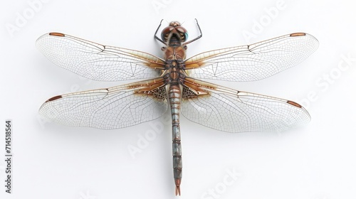 dragonfly on isolated white background.