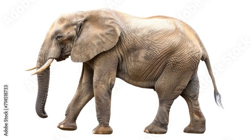 elephant on isolated white background.