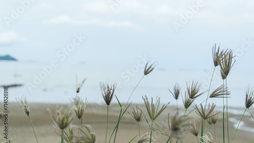 Blur of grass on the beach with sea and sky background.