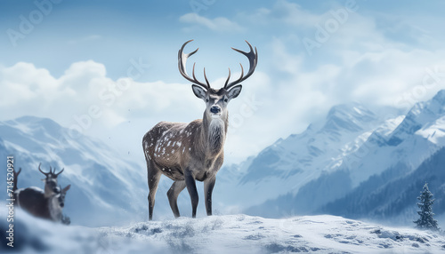 Deer on snow-covered mountain in winter © terra.incognita