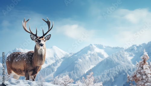 Deer on snow-covered mountain in winter