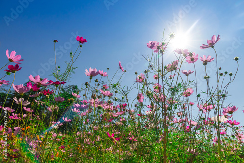 Fototapeta Naklejka Na Ścianę i Meble -  Cosmos Flower field with sky background,Cosmos Flower field blooming spring flowers season