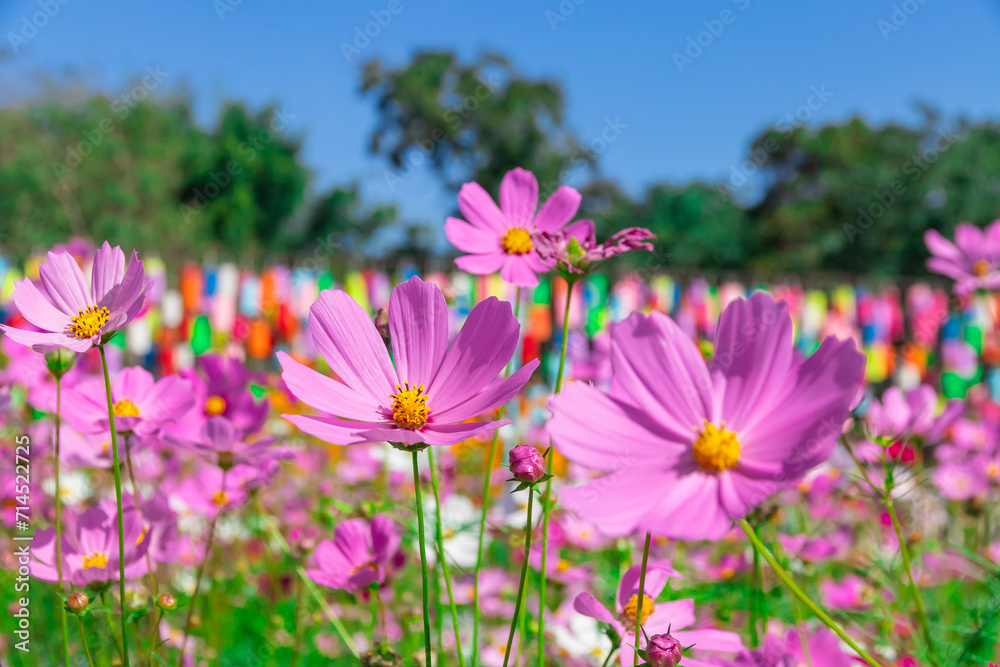 Cosmos Flower field with sky background,Cosmos Flower field blooming spring flowers season Cosmos Flower field with sky background,Cosmos Flower field blooming spring flowers season