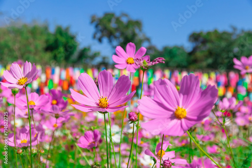 Cosmos Flower field with sky background,Cosmos Flower field blooming spring flowers season