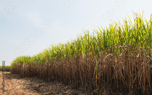 sugar cane fields, agriculture, green plants,growth