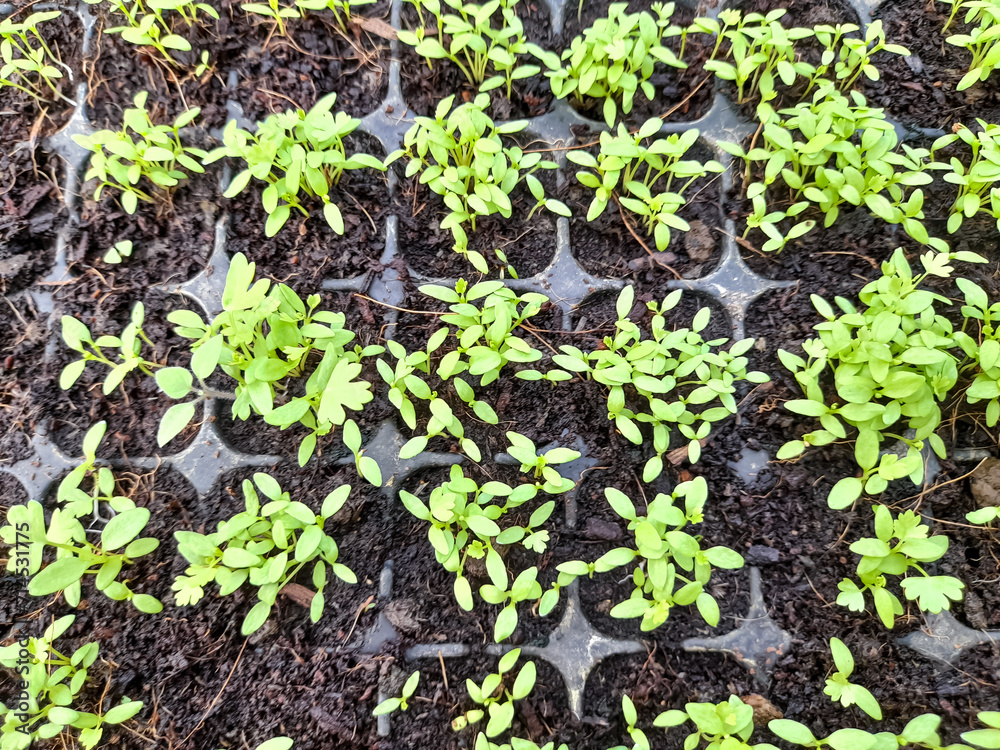 Tray for seedlings with small sprouts of plants. Seedling background. Selective Close-up of green seedling. Spring gardening Tray for seedlings with small sprouts of plants. Seedling background. Selective Close-up of green seedling. Spring gardening