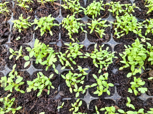 Tray for seedlings with small sprouts of plants. Seedling background. Selective Close-up of green seedling. Spring gardening