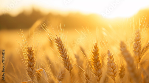 Close up of wheat ears  field of wheat in a summer day . Ai Generative