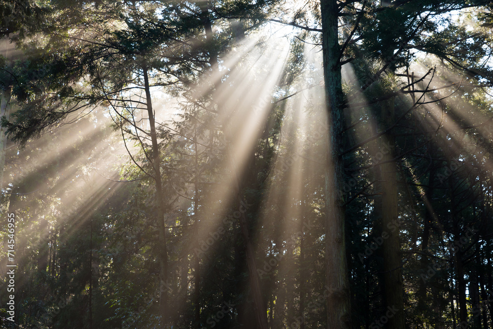 Obraz premium 木々の隙間から降り注ぐ木漏れ日のイメージ背景素材