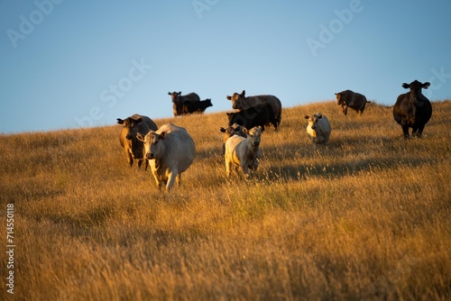 Fototapeta Naklejka Na Ścianę i Meble -  stud bull farm at sunrise with Angus, wagyu and murray grey beef bulls and cows, being grass fed on a hill in Australia.
