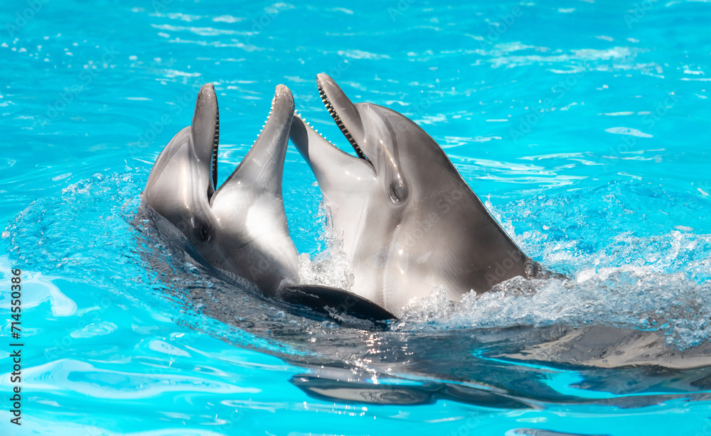 Naklejka premium Two dolphins swim in the pool