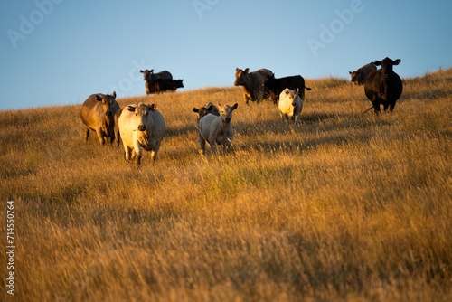 Fototapeta Naklejka Na Ścianę i Meble -  black wagyu cows grazing on a hill at sunset in australia. australian farming landscape in springtime with angus and murray grey cows growing beef cattle