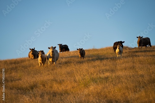 sustainable agriculture at dusk and sunset on a farm. Australian wagyu cows grazing in a field on pasture. close up of a black angus cow eating grass in a paddock in springtime in australia © William
