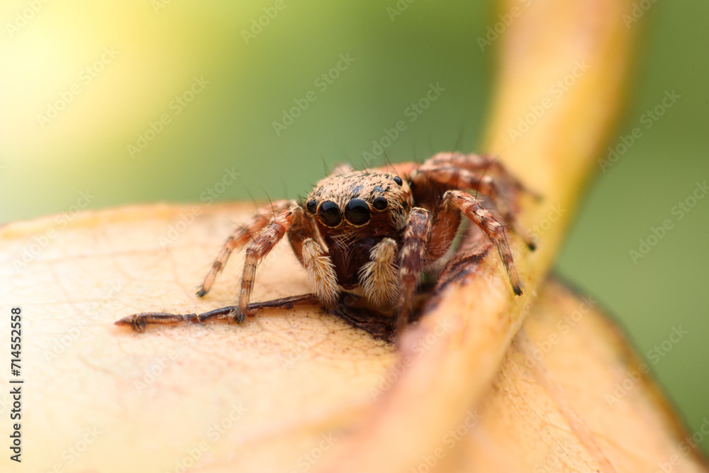 Obraz premium Spiders jumping on leaves. Captured with a close-up macro, the details of the little spider are displayed.