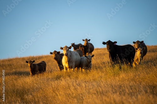 stud bull farm at sunrise with Angus, wagyu and murray grey beef bulls and cows, being grass fed on a hill in Australia. photo