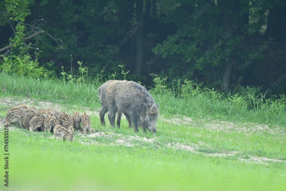 Wildboar mother with small wildboar piglet eating together on the meadow