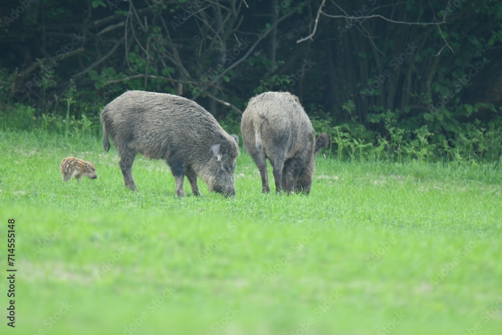 A flock of wild boars graze grass in a spring meadow