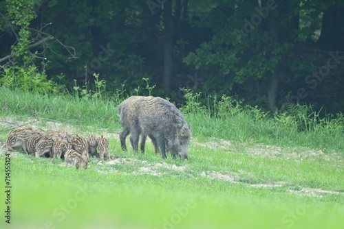 Obraz na płótnie Wildboar mother with small wildboar piglet eating together on the meadow w salonie