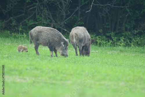 Obraz na płótnie A flock of wild boars graze grass in a spring meadow w salonie