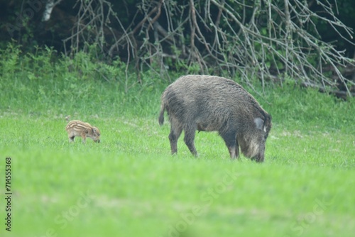 Wildboar mother with small wildboar piglet eating together on the meadow